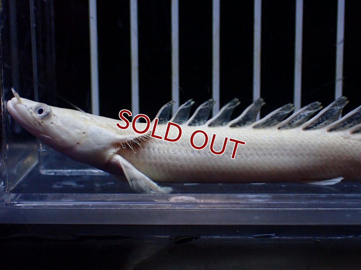 画像5: 【淡水魚】【通販】今回限定爆安 訳あり爆安 No1 プラチナ ポリプテルス エンドリケリー【個体販売】(±11cm)(大型魚)(生体)(熱帯魚)NKO (5)