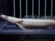 画像5: 【淡水魚】【通販】訳あり爆安 No1 プラチナ ポリプテルス エンドリケリー【個体販売】(±11cm)(大型魚)(生体)(熱帯魚)NKO (5)