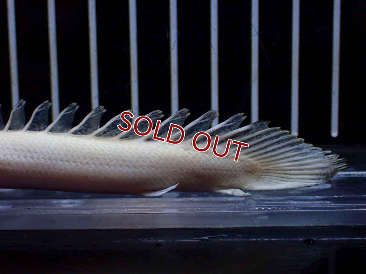 画像6: 【淡水魚】【通販】今回限定爆安 訳あり爆安 No1 プラチナ ポリプテルス エンドリケリー【個体販売】(±11cm)(大型魚)(生体)(熱帯魚)NKO (6)