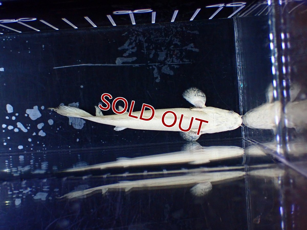 画像7: 【淡水魚】【通販】今回限定爆安 訳あり爆安 No1 プラチナ ポリプテルス エンドリケリー【個体販売】(±11cm)(大型魚)(生体)(熱帯魚)NKO (7)