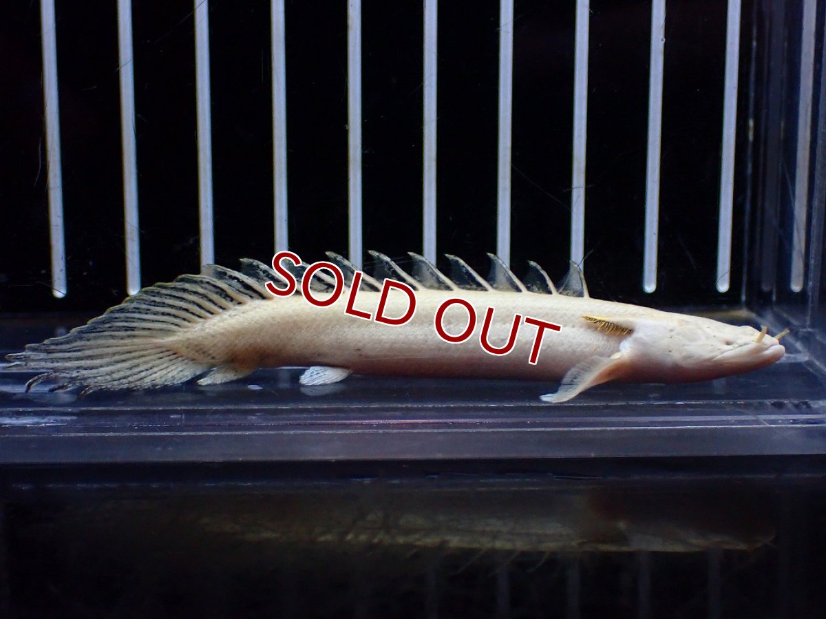 画像1: 【淡水魚】【通販】今回限定爆安 訳あり爆安 No2 プラチナ ポリプテルス エンドリケリー【個体販売】(±9cm)(大型魚)(生体)(熱帯魚)NKO (1)