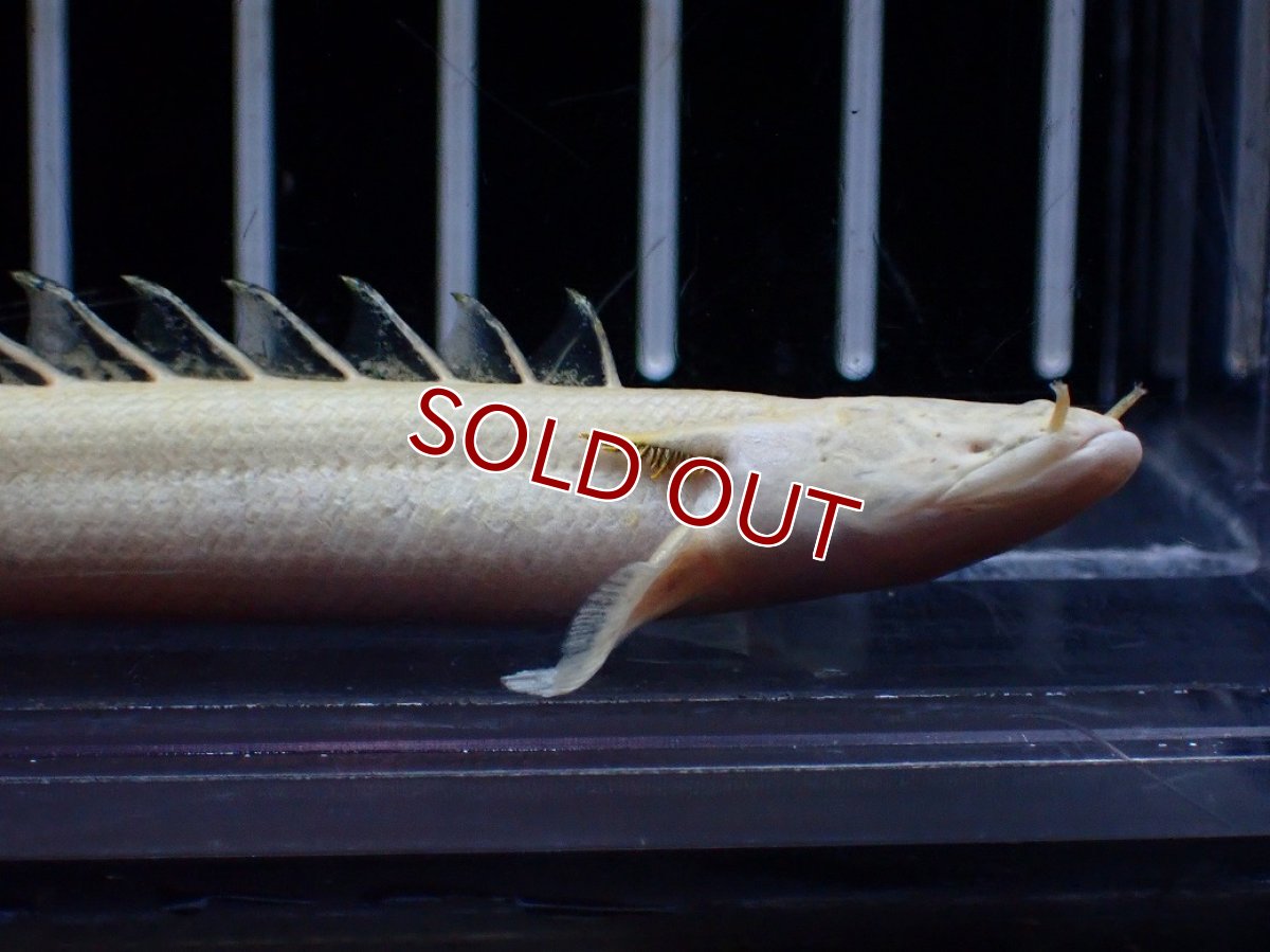 画像2: 【淡水魚】【通販】今回限定爆安 訳あり爆安 No2 プラチナ ポリプテルス エンドリケリー【個体販売】(±9cm)(大型魚)(生体)(熱帯魚)NKO (2)