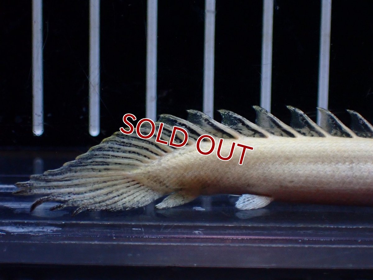 画像3: 【淡水魚】【通販】今回限定爆安 訳あり爆安 No2 プラチナ ポリプテルス エンドリケリー【個体販売】(±9cm)(大型魚)(生体)(熱帯魚)NKO (3)