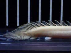 画像3: 【淡水魚】【通販】訳あり爆安 No2 プラチナ ポリプテルス エンドリケリー【個体販売】(±9cm)(大型魚)(生体)(熱帯魚)NKO (3)