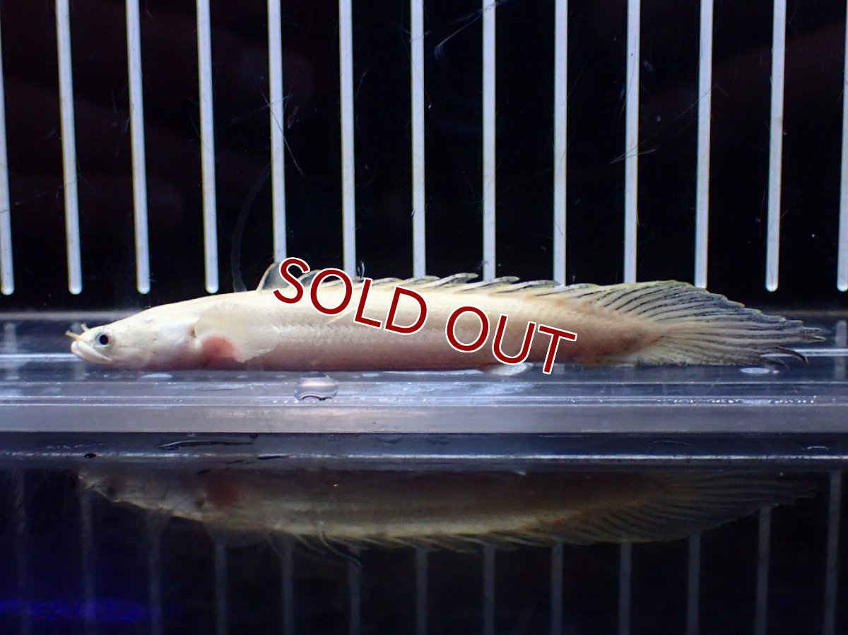 画像4: 【淡水魚】【通販】今回限定爆安 訳あり爆安 No2 プラチナ ポリプテルス エンドリケリー【個体販売】(±9cm)(大型魚)(生体)(熱帯魚)NKO (4)