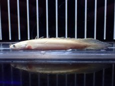 画像4: 【淡水魚】【通販】訳あり爆安 No2 プラチナ ポリプテルス エンドリケリー【個体販売】(±9cm)(大型魚)(生体)(熱帯魚)NKO (4)