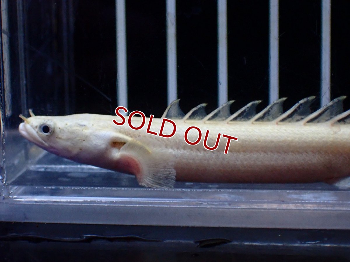 画像5: 【淡水魚】【通販】今回限定爆安 訳あり爆安 No2 プラチナ ポリプテルス エンドリケリー【個体販売】(±9cm)(大型魚)(生体)(熱帯魚)NKO (5)