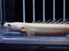 画像5: 【淡水魚】【通販】訳あり爆安 No2 プラチナ ポリプテルス エンドリケリー【個体販売】(±9cm)(大型魚)(生体)(熱帯魚)NKO (5)