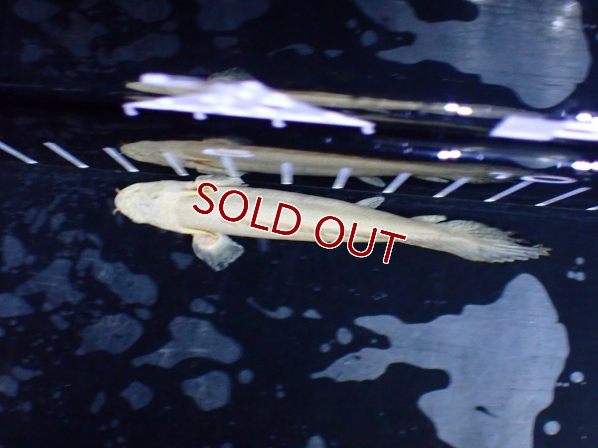 画像7: 【淡水魚】【通販】今回限定爆安 訳あり爆安 No2 プラチナ ポリプテルス エンドリケリー【個体販売】(±9cm)(大型魚)(生体)(熱帯魚)NKO (7)