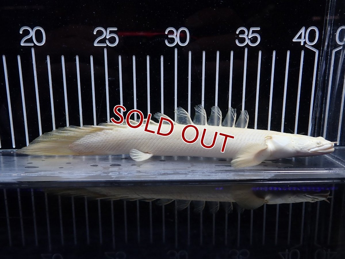 画像1: 【淡水魚】【通販】爆安 訳あり 大きい ポリプテルス プラチナ エンドリケリー【個体販売】(±20cm)(大型魚)（生体）（熱帯魚）NKO (1)