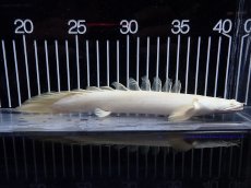 画像1: 【淡水魚】【通販】爆安 訳あり 大きい ポリプテルス プラチナ エンドリケリー【個体販売】(±20cm)(大型魚)（生体）（熱帯魚）NKO (1)