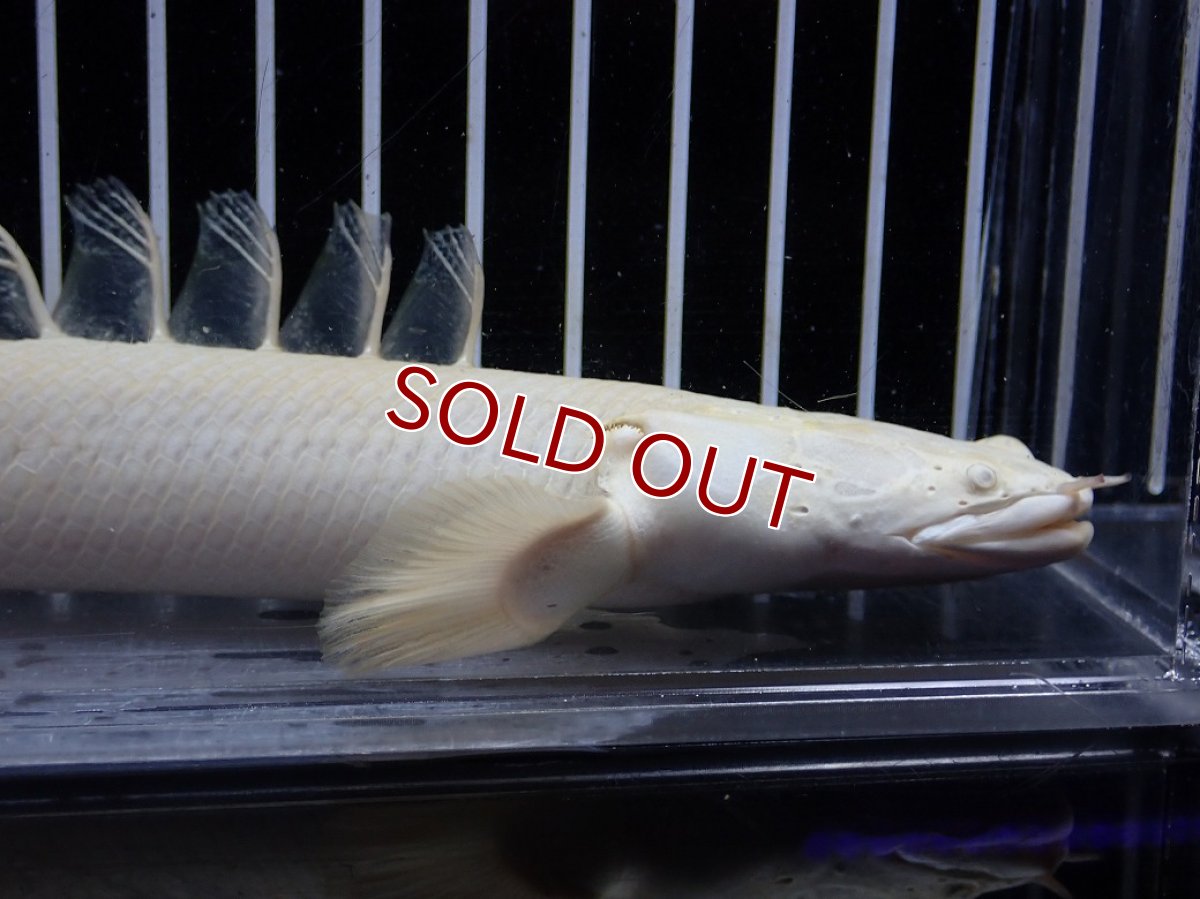 画像2: 【淡水魚】【通販】爆安 訳あり 大きい ポリプテルス プラチナ エンドリケリー【個体販売】(±20cm)(大型魚)（生体）（熱帯魚）NKO (2)