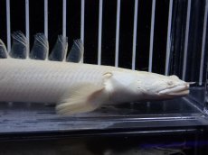 画像2: 【淡水魚】【通販】爆安 訳あり 大きい ポリプテルス プラチナ エンドリケリー【個体販売】(±20cm)(大型魚)（生体）（熱帯魚）NKO (2)