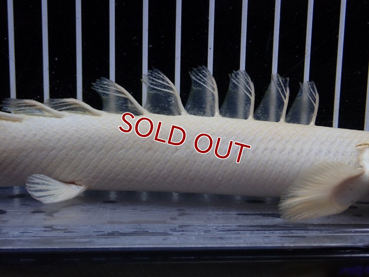 画像3: 【淡水魚】【通販】爆安 訳あり 大きい ポリプテルス プラチナ エンドリケリー【個体販売】(±20cm)(大型魚)（生体）（熱帯魚）NKO (3)