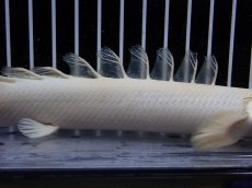 画像3: 【淡水魚】【通販】爆安 訳あり 大きい ポリプテルス プラチナ エンドリケリー【個体販売】(±20cm)(大型魚)（生体）（熱帯魚）NKO (3)