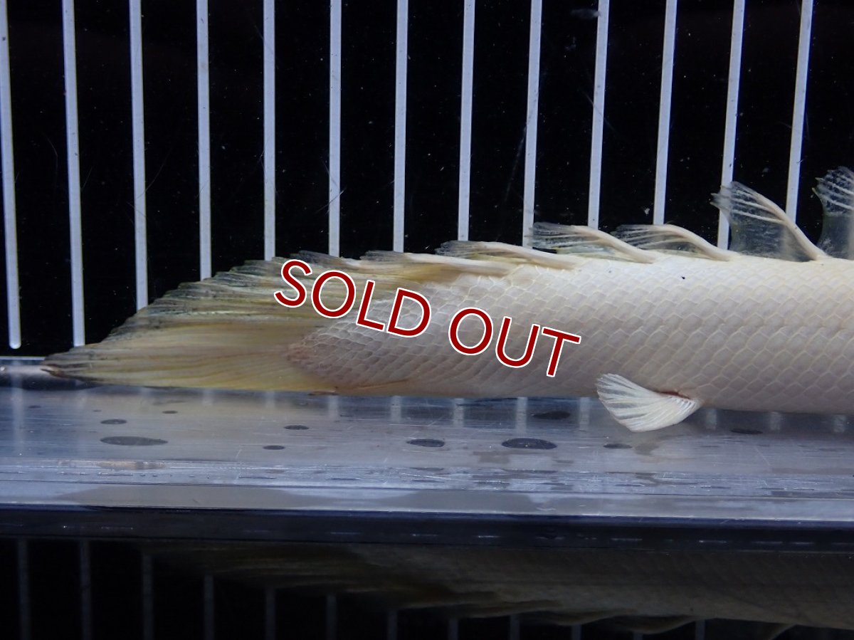 画像4: 【淡水魚】【通販】爆安 訳あり 大きい ポリプテルス プラチナ エンドリケリー【個体販売】(±20cm)(大型魚)（生体）（熱帯魚）NKO (4)