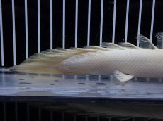 画像4: 【淡水魚】【通販】爆安 訳あり 大きい ポリプテルス プラチナ エンドリケリー【個体販売】(±20cm)(大型魚)（生体）（熱帯魚）NKO (4)