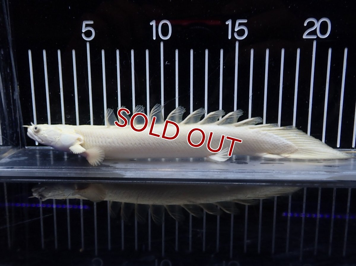 画像5: 【淡水魚】【通販】爆安 訳あり 大きい ポリプテルス プラチナ エンドリケリー【個体販売】(±20cm)(大型魚)（生体）（熱帯魚）NKO (5)