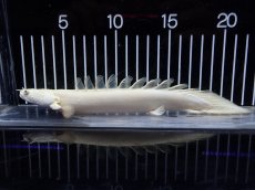 画像5: 【淡水魚】【通販】爆安 訳あり 大きい ポリプテルス プラチナ エンドリケリー【個体販売】(±20cm)(大型魚)（生体）（熱帯魚）NKO (5)