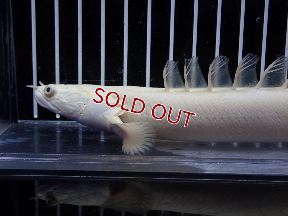 画像6: 【淡水魚】【通販】爆安 訳あり 大きい ポリプテルス プラチナ エンドリケリー【個体販売】(±20cm)(大型魚)（生体）（熱帯魚）NKO (6)