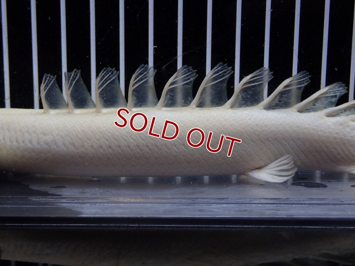 画像7: 【淡水魚】【通販】爆安 訳あり 大きい ポリプテルス プラチナ エンドリケリー【個体販売】(±20cm)(大型魚)（生体）（熱帯魚）NKO (7)