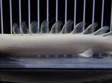 画像7: 【淡水魚】【通販】爆安 訳あり 大きい ポリプテルス プラチナ エンドリケリー【個体販売】(±20cm)(大型魚)（生体）（熱帯魚）NKO (7)