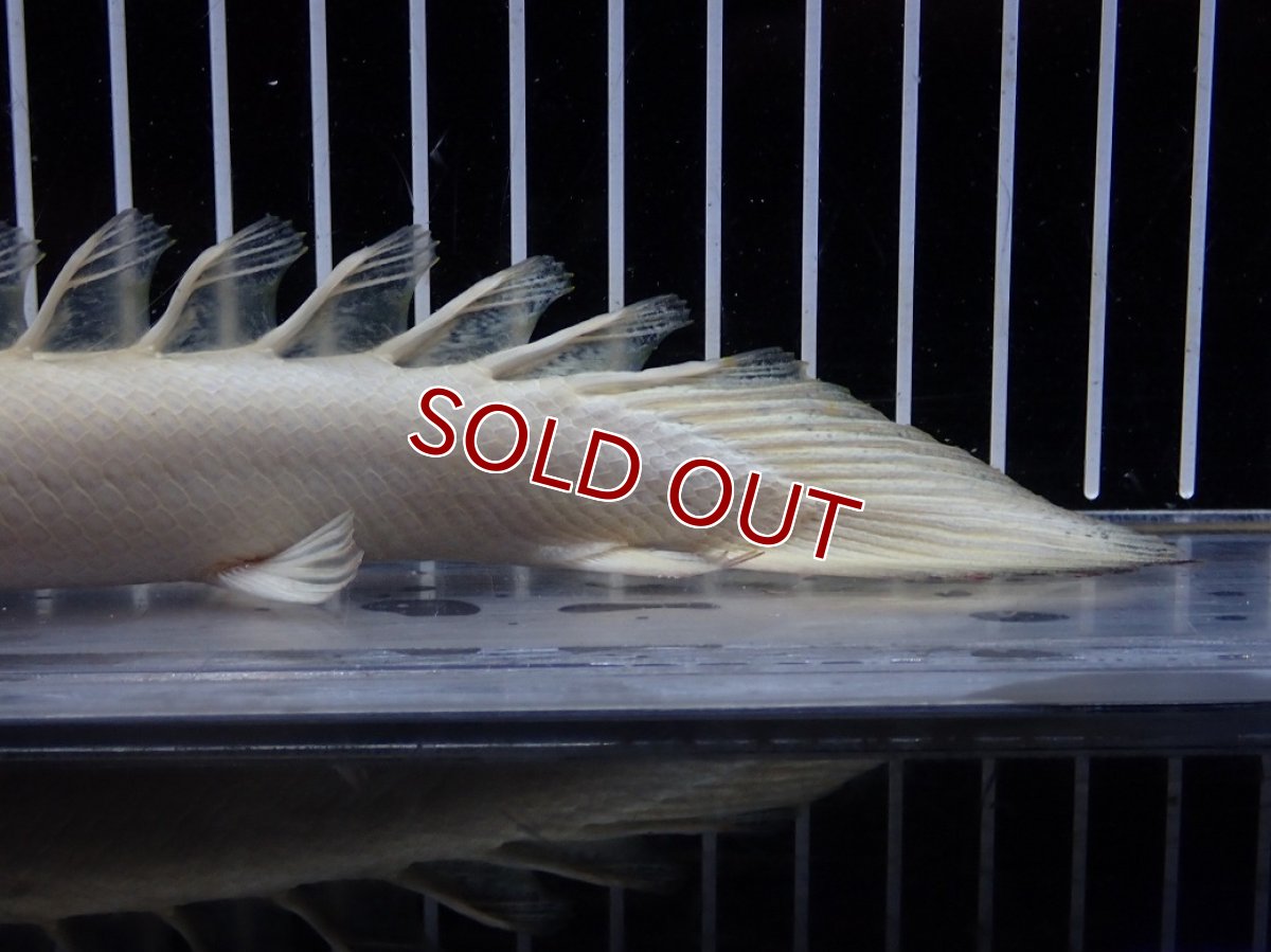 画像8: 【淡水魚】【通販】爆安 訳あり 大きい ポリプテルス プラチナ エンドリケリー【個体販売】(±20cm)(大型魚)（生体）（熱帯魚）NKO (8)