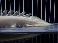 画像8: 【淡水魚】【通販】爆安 訳あり 大きい ポリプテルス プラチナ エンドリケリー【個体販売】(±20cm)(大型魚)（生体）（熱帯魚）NKO (8)