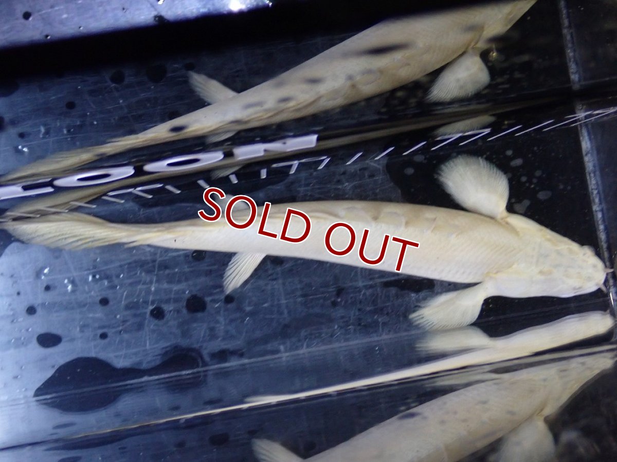 画像9: 【淡水魚】【通販】爆安 訳あり 大きい ポリプテルス プラチナ エンドリケリー【個体販売】(±20cm)(大型魚)（生体）（熱帯魚）NKO (9)