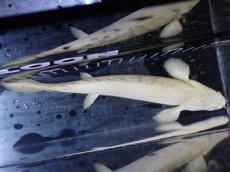 画像9: 【淡水魚】【通販】爆安 訳あり 大きい ポリプテルス プラチナ エンドリケリー【個体販売】(±20cm)(大型魚)（生体）（熱帯魚）NKO (9)