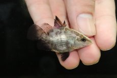 画像1: 【淡水魚】【通販】激レア No1 ウルトラショートボディ バラマンディ【個体販売】(±5cm)(大型魚)(生体)(熱帯魚)NKO (1)