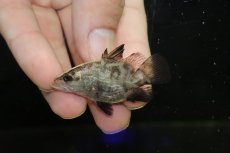 画像2: 【淡水魚】【通販】激レア No1 ウルトラショートボディ バラマンディ【個体販売】(±5cm)(大型魚)(生体)(熱帯魚)NKO (2)