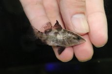 画像1: 【淡水魚】【通販】激レア No2 ショートボディ バラマンディ【個体販売】(±5cm)(大型魚)(生体)(熱帯魚)NKO (1)