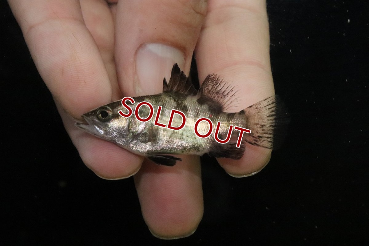 画像2: 【淡水魚】【通販】激レア No2 ショートボディ バラマンディ【個体販売】(±5cm)(大型魚)(生体)(熱帯魚)NKO (2)