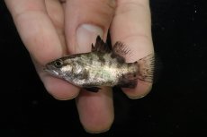 画像2: 【淡水魚】【通販】激レア No2 ショートボディ バラマンディ【個体販売】(±5cm)(大型魚)(生体)(熱帯魚)NKO (2)