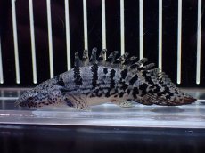画像1: 【淡水魚】【通販】激レア No1 ウルトラショートボディ ロイヤルバンド デルヘジィ【個体販売】(±8cm)(大型魚)(生体)(熱帯魚)NKO (1)