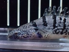 画像2: 【淡水魚】【通販】激レア No1 ウルトラショートボディ ロイヤルバンド デルヘジィ【個体販売】(±8cm)(大型魚)(生体)(熱帯魚)NKO (2)