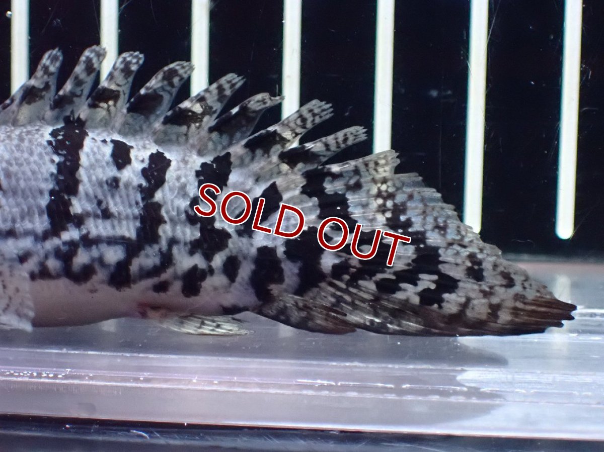 画像3: 【30％OFF対象】【淡水魚】【通販】激レア No1 ウルトラショートボディ ロイヤルバンド デルヘジィ【個体販売】(±8cm)(大型魚)(生体)(熱帯魚)NKO (3)