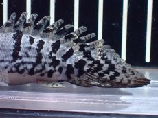 画像3: 【淡水魚】【通販】激レア No1 ウルトラショートボディ ロイヤルバンド デルヘジィ【個体販売】(±8cm)(大型魚)(生体)(熱帯魚)NKO (3)