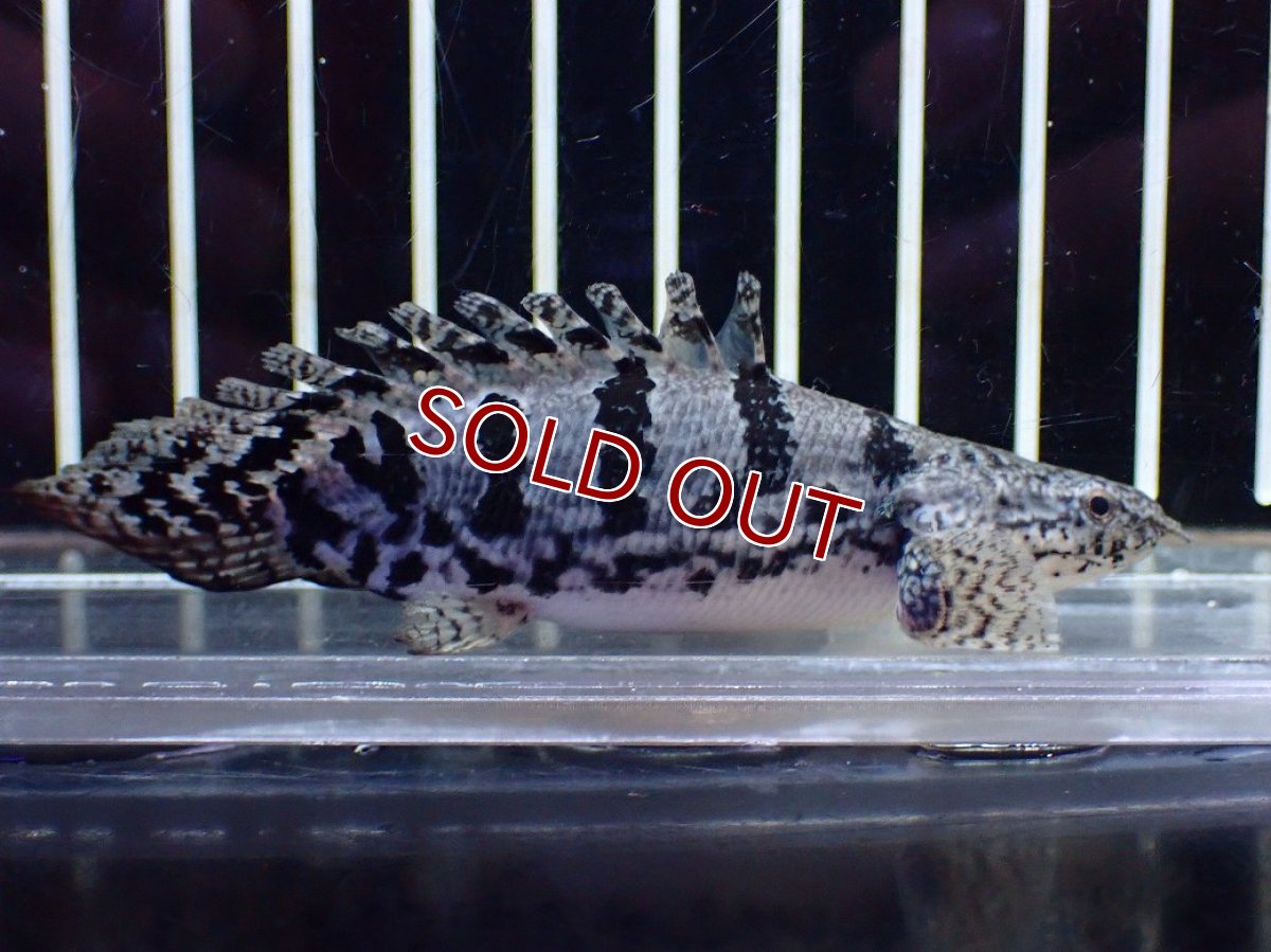 画像4: 【30％OFF対象】【淡水魚】【通販】激レア No1 ウルトラショートボディ ロイヤルバンド デルヘジィ【個体販売】(±8cm)(大型魚)(生体)(熱帯魚)NKO (4)