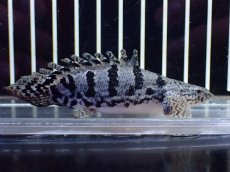 画像4: 【淡水魚】【通販】激レア No1 ウルトラショートボディ ロイヤルバンド デルヘジィ【個体販売】(±8cm)(大型魚)(生体)(熱帯魚)NKO (4)