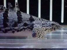 画像5: 【淡水魚】【通販】激レア No1 ウルトラショートボディ ロイヤルバンド デルヘジィ【個体販売】(±8cm)(大型魚)(生体)(熱帯魚)NKO (5)