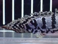 画像6: 【淡水魚】【通販】激レア No1 ウルトラショートボディ ロイヤルバンド デルヘジィ【個体販売】(±8cm)(大型魚)(生体)(熱帯魚)NKO (6)