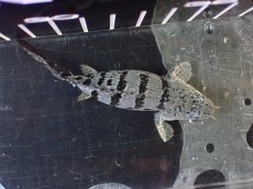 画像7: 【淡水魚】【通販】激レア No1 ウルトラショートボディ ロイヤルバンド デルヘジィ【個体販売】(±8cm)(大型魚)(生体)(熱帯魚)NKO (7)
