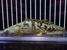 画像1: 【淡水魚】【通販】激レア No2 ショートボディ ロイヤルバンド デルヘジィ【個体販売】(±11cm)(大型魚)(生体)(熱帯魚)NKO (1)