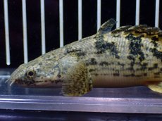 画像2: 【淡水魚】【通販】激レア No2 ショートボディ ロイヤルバンド デルヘジィ【個体販売】(±11cm)(大型魚)(生体)(熱帯魚)NKO (2)