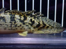画像3: 【淡水魚】【通販】激レア No2 ショートボディ ロイヤルバンド デルヘジィ【個体販売】(±11cm)(大型魚)(生体)(熱帯魚)NKO (3)