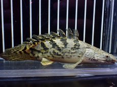 画像4: 【淡水魚】【通販】激レア No2 ショートボディ ロイヤルバンド デルヘジィ【個体販売】(±11cm)(大型魚)(生体)(熱帯魚)NKO (4)