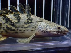画像5: 【淡水魚】【通販】激レア No2 ショートボディ ロイヤルバンド デルヘジィ【個体販売】(±11cm)(大型魚)(生体)(熱帯魚)NKO (5)