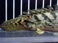 画像6: 【淡水魚】【通販】激レア No2 ショートボディ ロイヤルバンド デルヘジィ【個体販売】(±11cm)(大型魚)(生体)(熱帯魚)NKO (6)